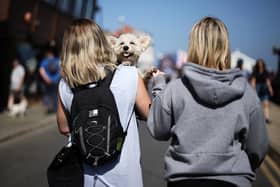 Walking our dogs in warm weather can be extremely dangerous.