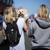 Walking our dogs in warm weather can be extremely dangerous.