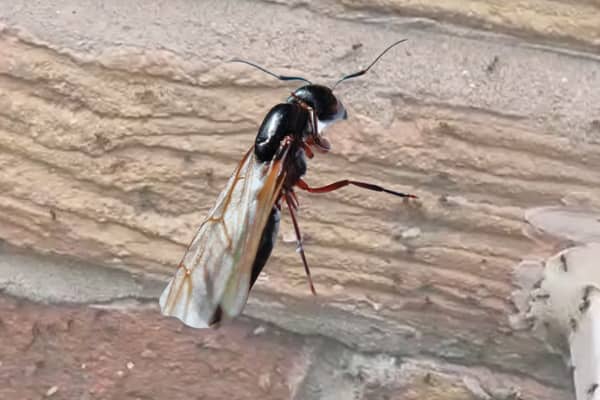 Flying ants.