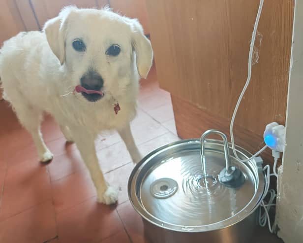 Honey definitely approves of the Oneisall fountain