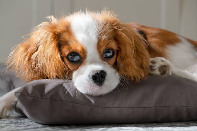 Just five fleas on an untreated pet could potentially lead to more than one million eggs entering the home within four weeks.