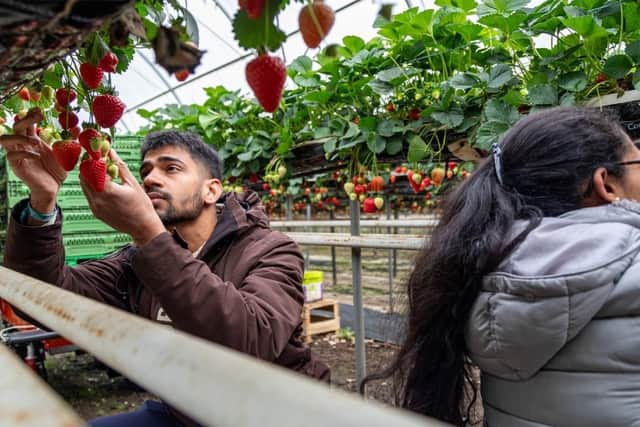 A strawberry farm in Surrey