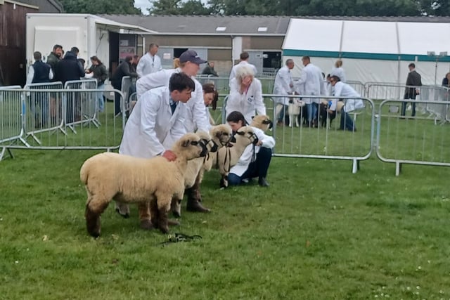 Scenes from the South of England Show.