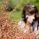 Sussex and Surrey is set to bask in glorious sunshine - but it's bad news for hay fever sufferers. Picture by PHILIPPE HUGUEN/AFP via Getty Images
