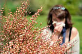 Sussex and Surrey is set to bask in glorious sunshine - but it's bad news for hay fever sufferers. Picture by PHILIPPE HUGUEN/AFP via Getty Images