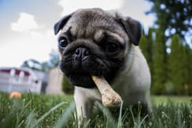 A study of 2,000 dog owners in the UK revealed nine in 10 (88 percent) are likely to buy their dog a Christmas present this year, with over two-thirds (70 percent) expecting to hang a stocking for their dog.