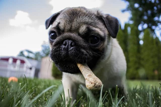 A study of 2,000 dog owners in the UK revealed nine in 10 (88 percent) are likely to buy their dog a Christmas present this year, with over two-thirds (70 percent) expecting to hang a stocking for their dog.
