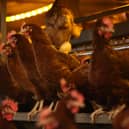 The outbreak was discovered on a farm near Wooler. (Photo by Nathan Stirk/Getty Images)