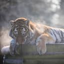 Tiger enjoying some quiet time