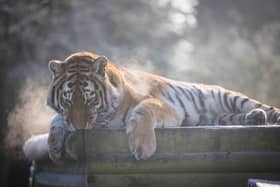 Tiger enjoying some quiet time