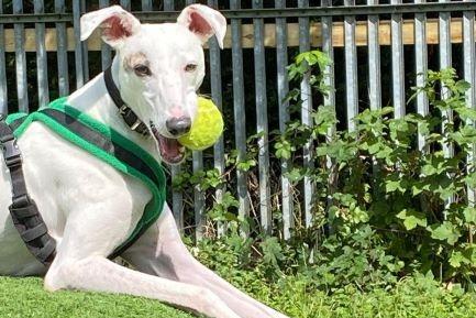Sid is a lively little chap with lots of energy. He really enjoys playing off the lead, so he will need a large secure garden with 6ft fencing to chase balls in. Once he has tired himself out, he loves to curl up on the sofa for a cuddle. He'll need an active home to give him lots of walks and playtime. Sid could live with children 14 years old and above as he can be quite lively and jump up. Sid can be worried by unfamiliar people, situations and environments - he gains confidence from other dogs so will need to live with another canine companion.