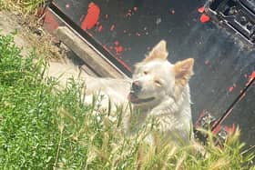 Police are appealing for the public’s help to find a white German Shepherd-cross dog, who was stolen from an address in Old Woking. Pictures courtesy of Surrey Police