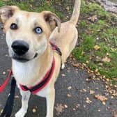 Ralphie can be nervous of new people and will need a quiet home with owners who can help him come out of his shell in his own time. He has been described as a sweet boy who needs help with his confidence. He will require housetraining and will need alone time to be built up gradually. Once Ralphie knows you, he can become very playful, jumpy and active, so he will need a home that can provide him with plenty of exercise and mental enrichment.