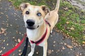 Ralphie can be nervous of new people and will need a quiet home with owners who can help him come out of his shell in his own time. He has been described as a sweet boy who needs help with his confidence. He will require housetraining and will need alone time to be built up gradually. Once Ralphie knows you, he can become very playful, jumpy and active, so he will need a home that can provide him with plenty of exercise and mental enrichment.