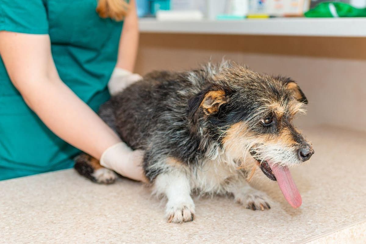 The Village Veterinary Centre Merstham launches campaign to tackle