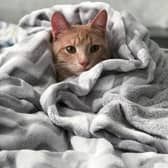 Cats feel the cold too - Animal News Agency