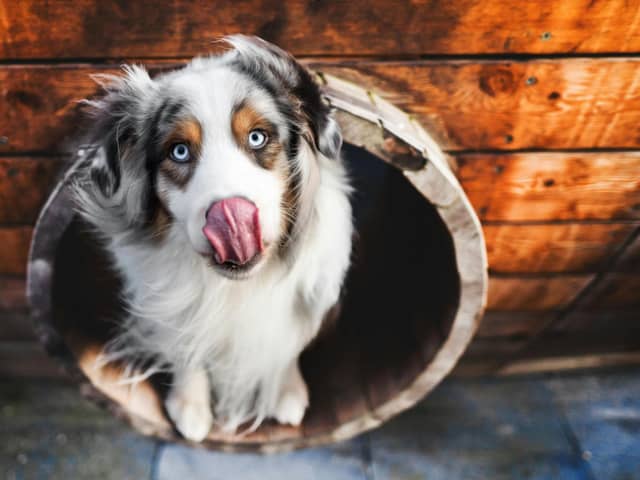 There are plenty of ways to help your dog prepare for a kennel stay - Animal News Agency