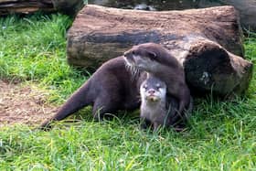 Otter pup with mum Beatrix