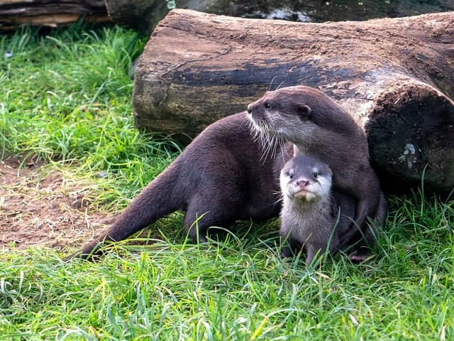 Otter pup with mum Beatrix