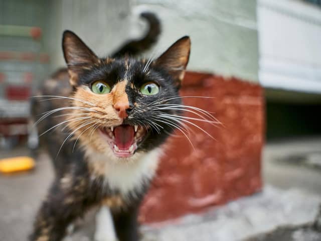 Only feisty felines need apply! Animal News Agency