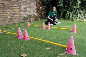 Hannah has set up her own business - Animal News Agency