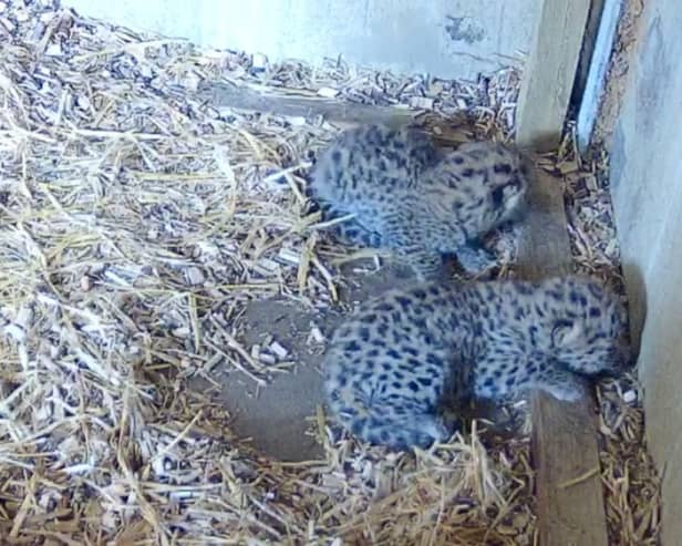 Amur Leopards born at wildlife park