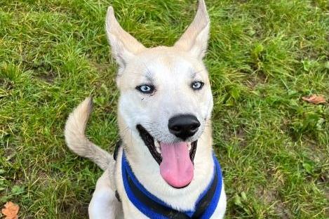 Bobby is a sweet boy who owners who can help him become more confident. He will need help adjusting to the home environment and the big wide world, so adopters need to have time and flexibility. Once Bobby knows you, he can become very playful, jumpy and active, so he would be happiest in a home that can provide him with plenty of exercise and mental enrichment. Once settled and a lot more confident, he would benefit from training classes and may be good at agility.