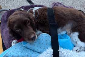 Bear, a retired police dog who worked as an explosives detection dog at London Gatwick, is being treated by vets in West Sussex after undergoing emergency surgery to remove a large part of his intestines after a blanket blocked his gut. Picture courtesy of the Thin Blue Paw Foundation