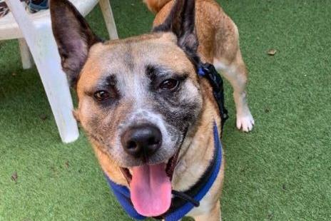 Rocky was really nervous when he first arrived at the RSPCA but has gained confidence during his time at the centre. He is a sweet boy who keeps himself to himself and is still a bit wary of new people, but it does not take long until he becomes your friend. He loves other dogs so may be best living alongside another canine. Rocky will need to stay on the lead until he has better recall training, and will need his own secure garden with 6ft fencing.