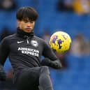 Albion winger Kaoru Mitoma, full-back Tariq Lamptey, centre-back Lewis Dunk, and striker Evan Ferguson have all had various knocks in recent weeks. (Photo by Steve Bardens/Getty Images)