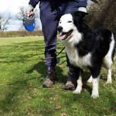 Surrey County Council has launched a new dog walkers code of conduct to ensure the countryside can be enjoyed by all and to protect wildlife and the natural environment. Picture contributed