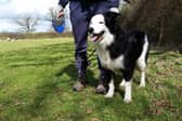 Surrey County Council has launched a new dog walkers code of conduct to ensure the countryside can be enjoyed by all and to protect wildlife and the natural environment. Picture contributed