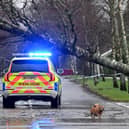 There are multiple reports of fallen trees, and other weather-related incidents, after the latest yellow wind warning in Sussex and Surrey. (Photo by ANDY BUCHANAN/AFP via Getty Images)