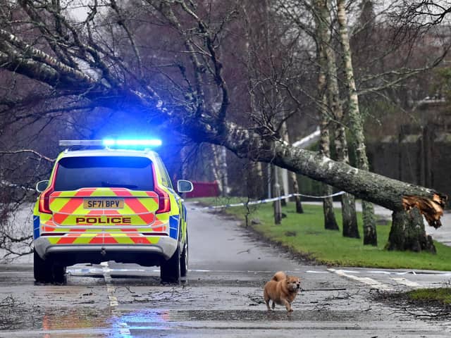 There are multiple reports of fallen trees, and other weather-related incidents, after the latest yellow wind warning in Sussex and Surrey. (Photo by ANDY BUCHANAN/AFP via Getty Images)
