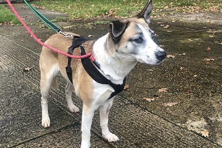 Chewy can be nervous of new people and will need a quiet home that can help her come out of her shell. Once she is comfortable, she is very playful and affectionate. She loves other dogs and would like to live with another canine, depending on introductions at the centre. Chewy will need access to her own private secure garden with 6ft fencing.