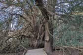Yew trees like this one are particularly good at removing pollution from the air. Picture: submitted
