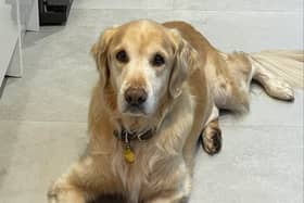 Teddy underwent lifesaving treatment at NDSR