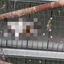 The dangers netting can pose to wild birds has been highlighted by the RSPCA who attended at a commercial premises in Surrey where dead pigeons have been left to decay. Pictures courtesy of the RSPCA