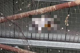 The dangers netting can pose to wild birds has been highlighted by the RSPCA who attended at a commercial premises in Surrey where dead pigeons have been left to decay. Pictures courtesy of the RSPCA