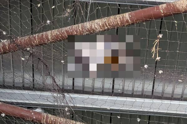 The dangers netting can pose to wild birds has been highlighted by the RSPCA who attended at a commercial premises in Surrey where dead pigeons have been left to decay. Pictures courtesy of the RSPCA