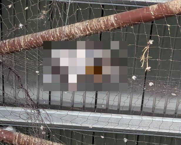 The dangers netting can pose to wild birds has been highlighted by the RSPCA who attended at a commercial premises in Surrey where dead pigeons have been left to decay. Pictures courtesy of the RSPCA