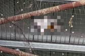 The dangers netting can pose to wild birds has been highlighted by the RSPCA who attended at a commercial premises in Surrey where dead pigeons have been left to decay. Pictures courtesy of the RSPCA