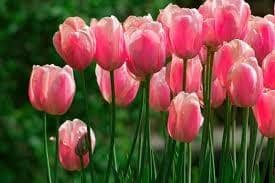 spring tulips