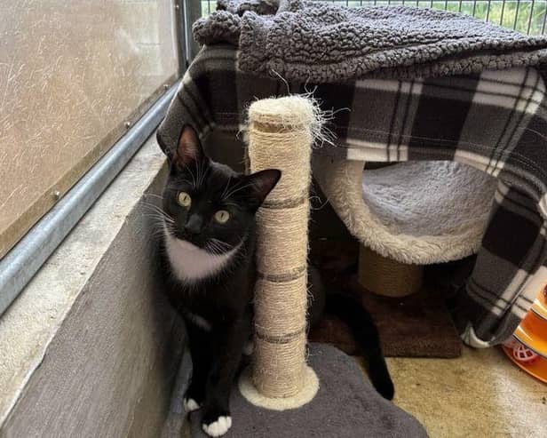Stanley at RSPCA Millbrook is looking for a home