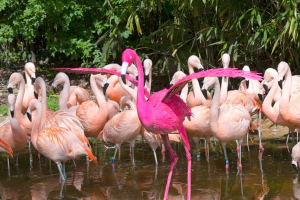 Ken among his flamingo friends