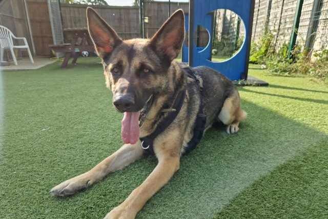 The RSPCA says that although Django is a big boy, he is very sweet and will do almost anything for a treat! The clever pup knows lots of basic commands and loves to play fetch - especially with a football. He requires an owner who has experience caring for German Shepherds, or who has conducted lots of research, and who can deal with him being vocal towards other dogs on the lead. He will need to be the only pet in the home.