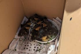 Eight ducklings who hatched inside the chimney stack of a house in Surrey have been rescued by the RSPCA and fire service. Pictures courtesy of the RSPCA