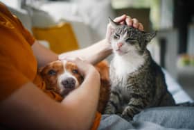 Pet Health Club commissions survey with OnePoll