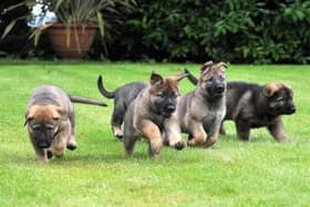 Sussex and Surrey Police Dog Unit have issued an appeal to the public to donate any unwanted tennis balls to their local police station. Picture contributed