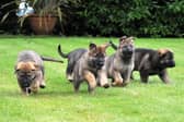 Sussex and Surrey Police Dog Unit have issued an appeal to the public to donate any unwanted tennis balls to their local police station. Picture contributed
